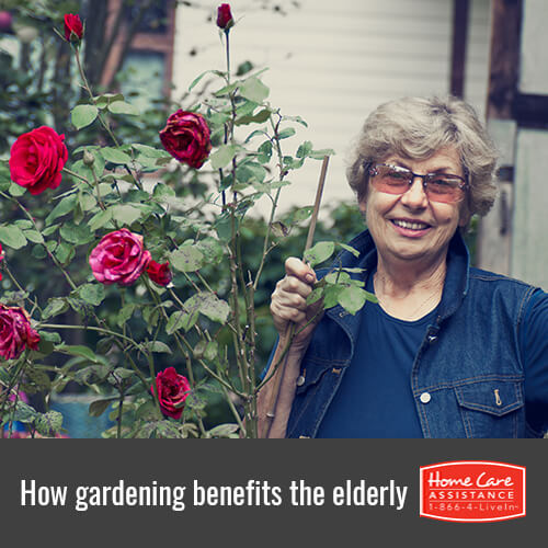 How Gardening Benefits Elderly Health in Anchorage, AK
